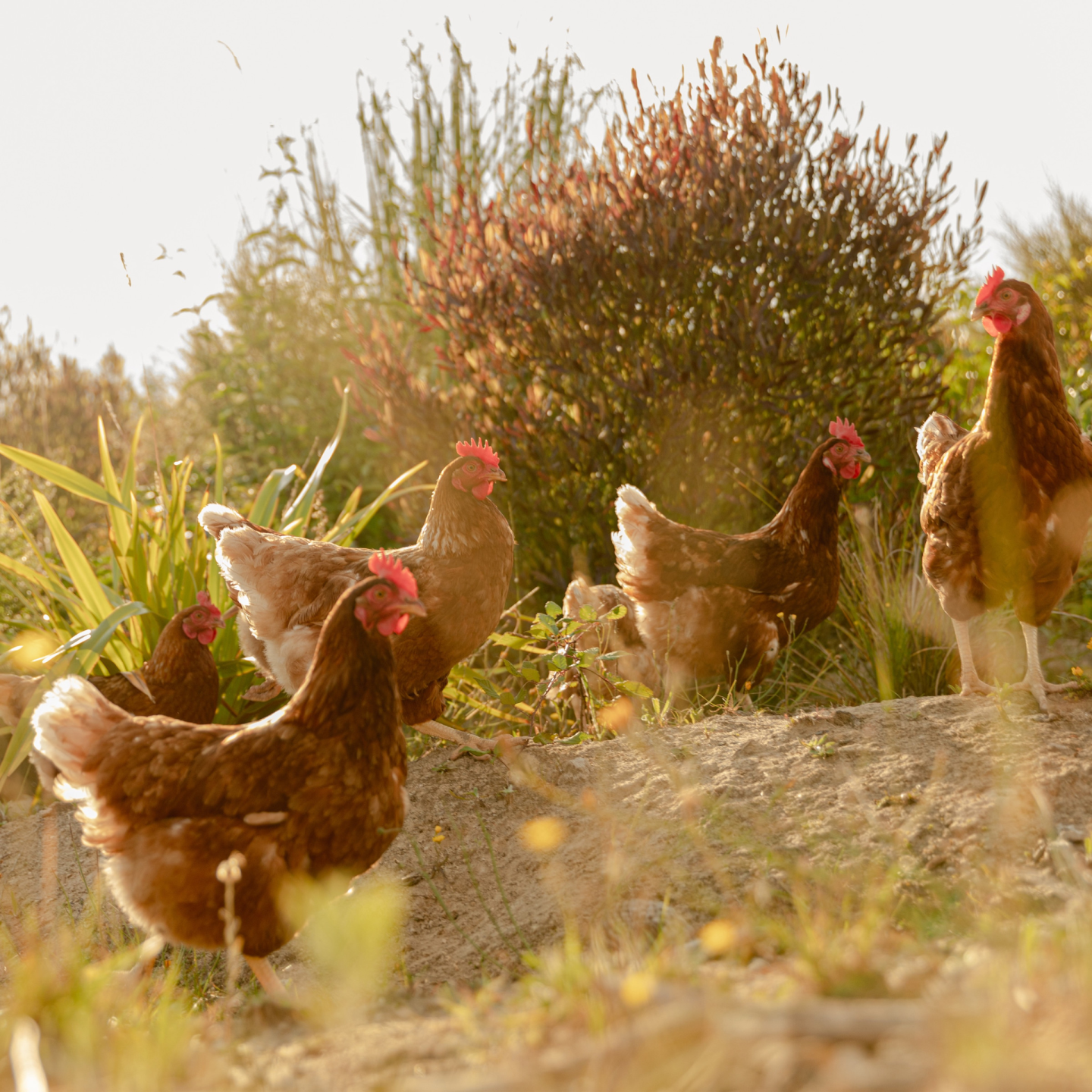 Hens exploring the forest
