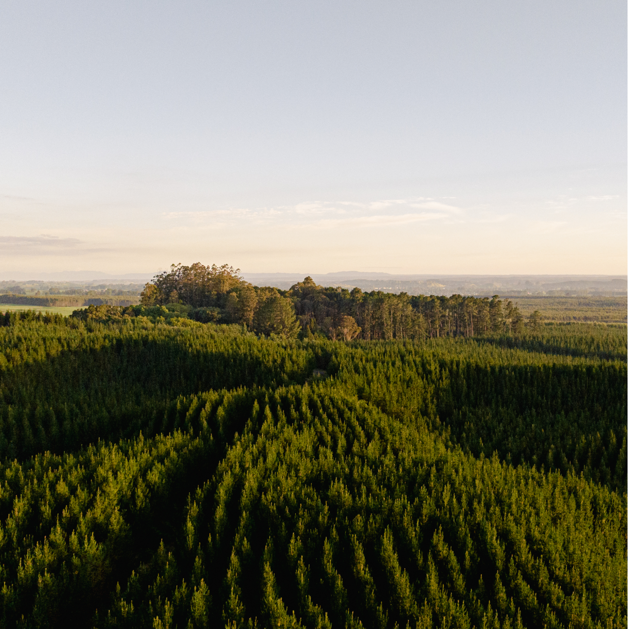 A forest surrounding the farm