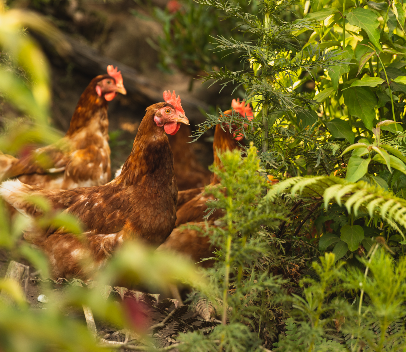 Hens among green plants
